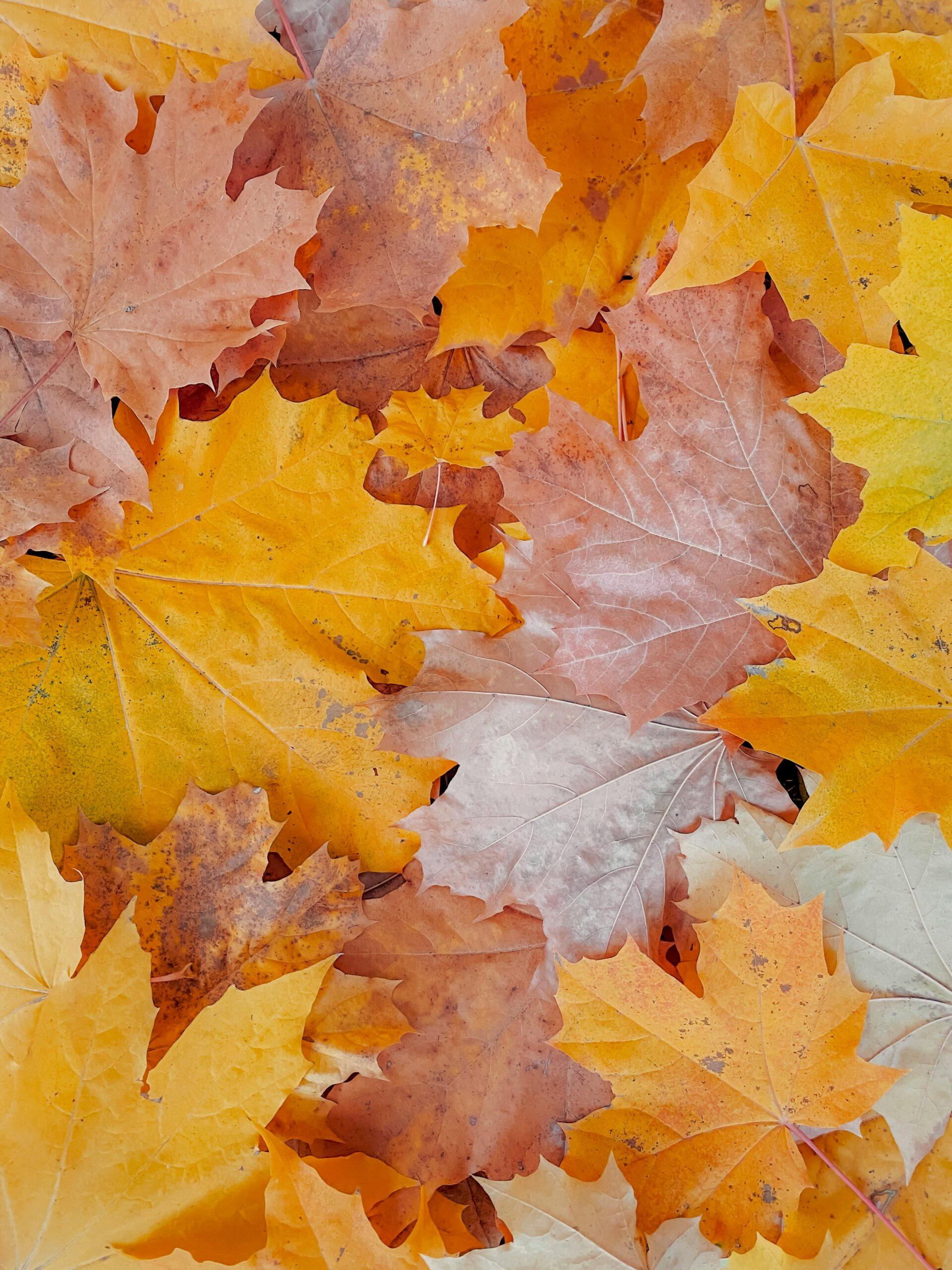 Autumn & Winter Repair Facial